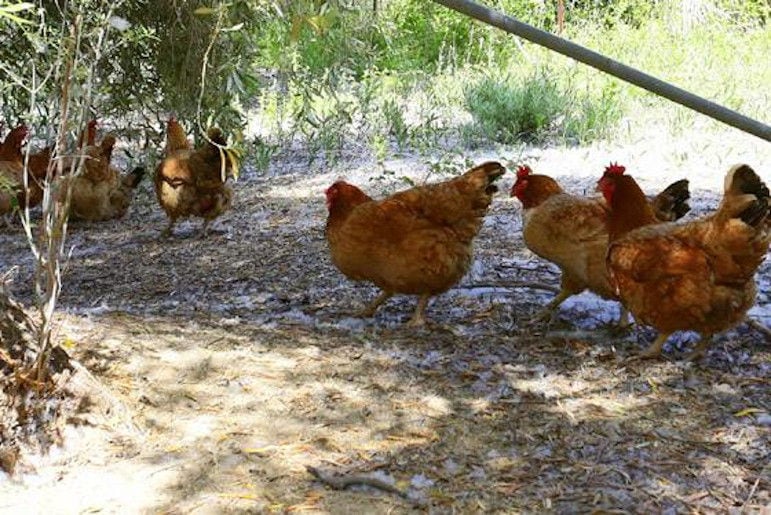 brown chickens walking in the shade of the tree at 'Eleonas'
